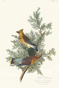 Póster impreso vintage de aves de América de cedro con alas de cera de John James Audubon - Imagen 1 de 6