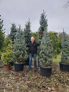1x 7-8ft Colorado Blue Spruce Picea Pungens Hoopsii Christmas Tree Shaped - Picture 1 of 5