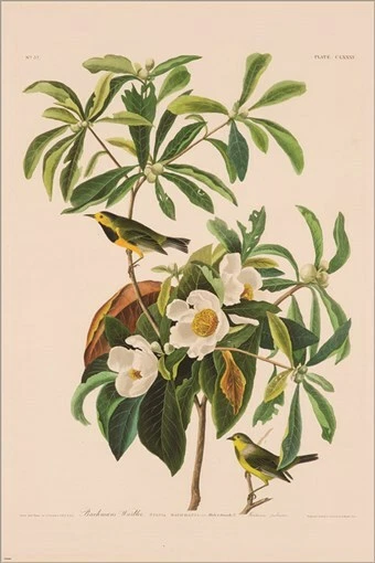 Póster artístico ilustración vintage de curruca de Bachman por John James Audubon 20x30 Foto 1 de 1