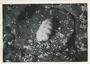 Togo c. 1940 - Insect La Termite - P 1326 - Bild 1 von 2