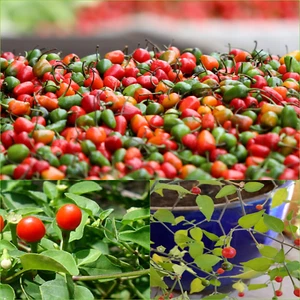 Chilli Tepin 10 Seeds VEGETABLES Autumn WINTER Spring SUMMER - Picture 1 of 3