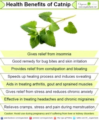 400 CATNIP SEEDS- Non GMO-Open Pollinated. - Image 1 of 3