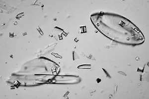 Diatom microscope slide, Ogarota, Fossil, Northern Biological Supplies, N.B.S. - Picture 1 of 2