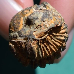 Trilobite Fossil with great fossilization Bolivia Devonian Acastoides verneuili - Picture 1 of 15