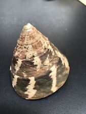 Trochus Niloticus Seashell 2.25” Diameter 2” High