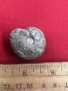 GEOLOGICAL ENTERPRISES Mississippian fossil ammonite Munsteroceras parallelum - Picture 1 of 5