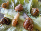 TWO ( 2 )    Pet Land Snails Hand Raised pets, educational, fun to watch !