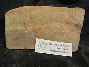 Mazon Creek Fossils Large Piece of Wood - Picture 1 of 7