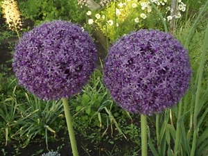 @ (◕‿◕)\\@ Allium gladiator - Riesenlauch  14/16  10 Blumenzwiebeln - Bild 1 von 1