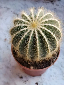 Parodia magnifica planta joven suculenta Ø 8.5 cm - Imagen 1 de 7