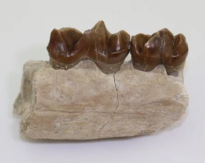 Rhino, Hyracodon nebrascensis, Tertiär, Oligozän, White River Fm, USA -m294 - Picture 1 of 6