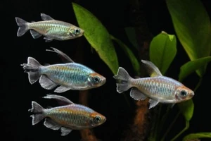 Congo  Tetra Fish - Picture 1 of 1
