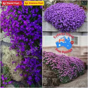 THYME CREEPING 200+seeds THYMUS SERPILLUM * FREE POST * BONUS * AU*POST Sydeny - Picture 1 of 7