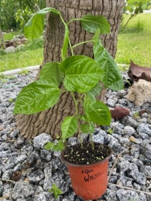 PASSIFLORA EDULIS (PURPLE POSSUM/PURPLE PASSION FRUIT  3$ PRICE DROP SALE! - Image 1 of 4