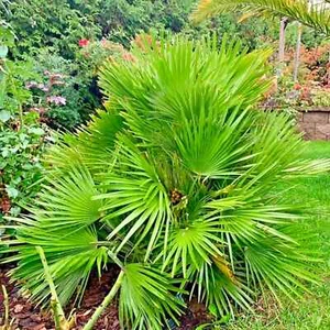 Chamaerops humilis 'Vulcano' – Vulcano-Zwergpalme - 30 cm Pflanze - Bild 1 von 8