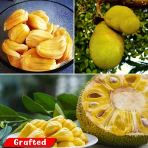 BeauFlora Hybrid Jackfruit (Honey Jack, planta de injerto) 1 planta de raíz desnuda - Imagen 1 de 4