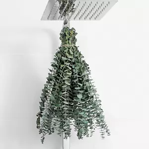 10 Pcs Dried Eucalyptus Stems 17" Real Eucalyptus for Shower Hanging 100% Made f - Picture 1 of 12
