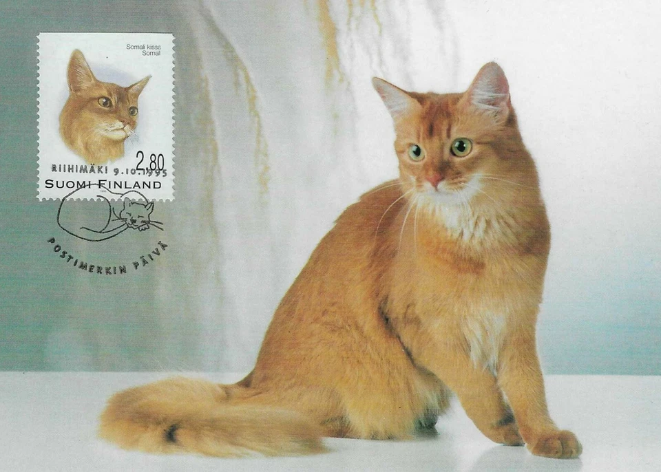 Somalian Cat Kitten Kiss Finland Mint FDC Maxi Card 1995  - Image 1 of 1