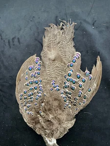 Grey Peacock Pheasant Bird skin missing tail feathers - Picture 1 of 6