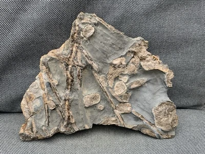 Rare Fossil Ichthyosaur Paddle Digits & Ribs Jurassic Whitby, Yorkshire, England - Image 1 of 4