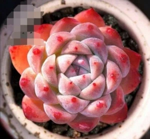 Rumengling 10cm pot Echeveria succulent 20% price - Bild 1 von 10