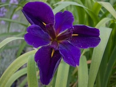 Cold Hardy Louisiana Black Gamecock Iris Aquatic Pond Plant - Buy 2 Get 1 Free - Image 1 of 3