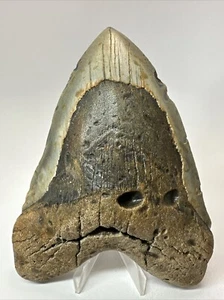 Megalodon Haizahn 6,13 Zoll - massiv - echtes Fossil - breit - echt 18569 - Bild 1 von 8