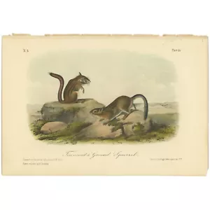 Audubon Quadrupeds Octavo Bowen 1849 h/c litho Pl 20 Townsend's Ground Squirrel - Picture 1 of 2