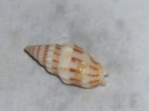VEXILLUM EXASPERATUM SPECIAL RED AND WHITE - Picture 1 of 2