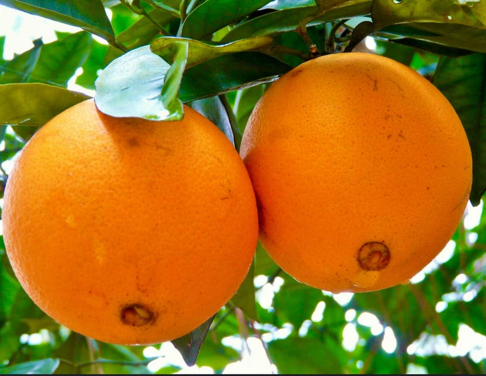 Citrus sinensis NAVEL WASHINGTON - Naranja dulce | Naranjo - Imagen 1 de 1