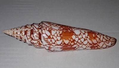 145 mm RARE HUGE Conus Milneedwardsi Cone Seashell #A๋Z3 From Kerala Island - Image 1 of 4