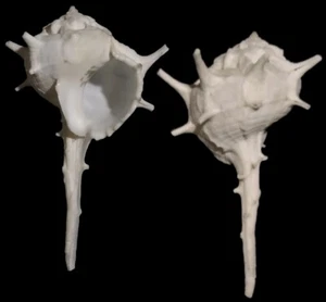 Bolinus cornutus 127.1 mm. 9 USD international shipping - Picture 1 of 1
