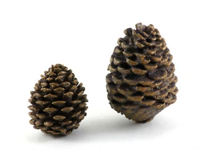 2x IKEA Tannenzapfen Weihnachten Tischdeko Tannenbaum Figur braun 6,5 - 9 cm - Bild 1 von 2