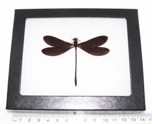 Vestalis luctuosa REAL FRAMED BLUE BLACK DRAGONFLY DAMSELFLY INDONESIA - Picture 1 of 1