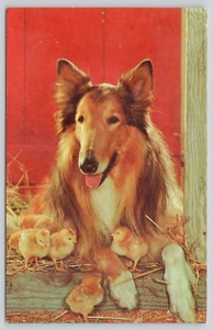 Postcard Rough Collie and Baby Chicks Portrait Dog Breed Canis familiaris - Picture 1 of 2
