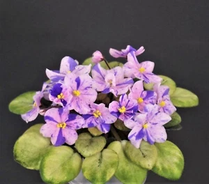 N-Osenniy Son 2 Blätter/2 leaves African Violet Usambaraveilchen - Bild 1 von 1