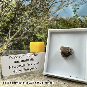 Theropod Dinosaur Coprolite (Small) – Cloverly Formation, Cretaceous, Wyoming, - Picture 1 of 2