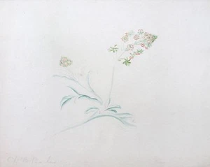 Fine original early 19th century botanical watercolour. Mrs B Barker. Bath No46 - Picture 1 of 3