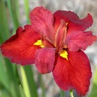 Iris louisiana ‘Ann Chowning’ - Marginal Pond Plants  - Pond Plants - Water P...