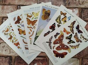 6 Vintage 1950s  Moths and Butterfly Book Print Moth Butterflies Art Pictures 