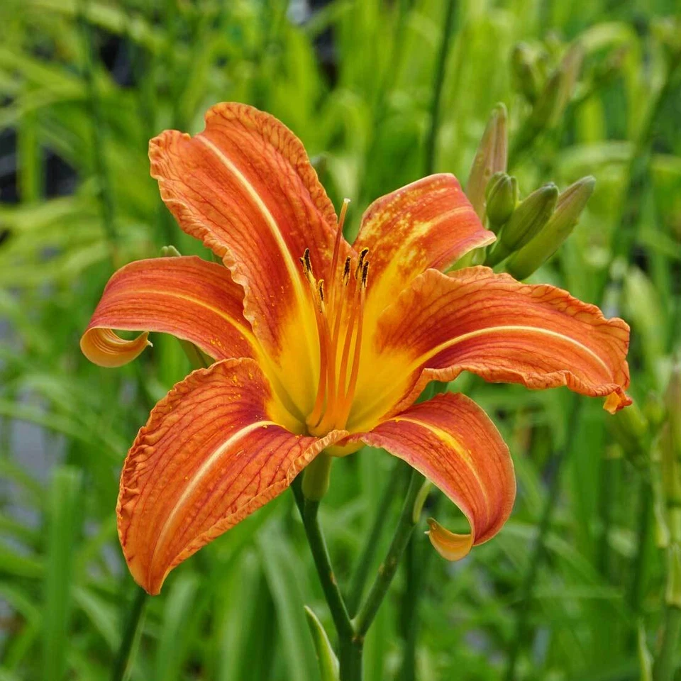 AZ.AGR.PURGATORIO Hemerocallis, daylilies emerocallidi arancioni 5 bulbi