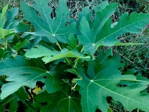 3 Celeste Fig Live Plant Cuttings Cold Hardy Health Plant Ficus Carica Edible - Picture 1 of 8