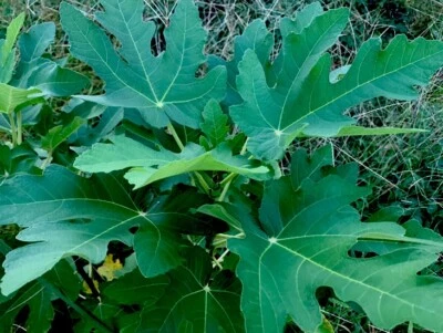 3 Celeste Fig Live Plant Cuttings Cold Hardy Health Plant Ficus Carica Edible - Image 1 of 4