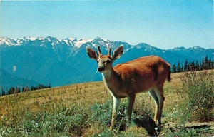 Postal Black Tail Deer WA del Parque Nacional Olímpico Washington - Imagen 1 de 2