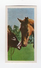 National Pets 1961. #27 Donkey and Horse