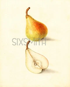 Pear Vintage Botanical Drawing High Res Giclee 8x10 Print - Picture 1 of 1