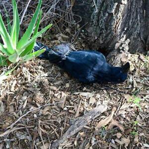 Realistic Hanging Dead Crow Decoy Lifesize Extra Large Black Crow Fast D6Z4
