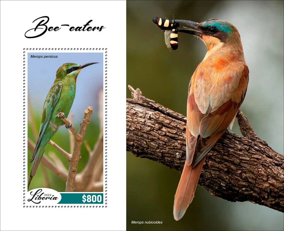 Hoja de recuerdo de aves abejaruros 2022 MNH estampillas de Liberia Foto 1 de 1
