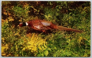 China Fasan Vogel Vintage Postkarte - Bild 1 von 2