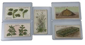 Antikes Tabakkarten Set 5 Wills’s Zigaretten GARTEN BLUMEN 1913 - Bild 1 von 7